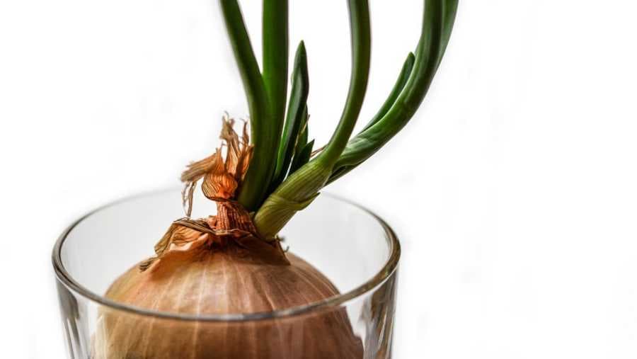 Uzgojite MLADI LUK u ČAŠI VODE - Brzo i korisno!