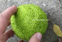 Maklura - Korisno drvo čiji plod liči na narandžu!