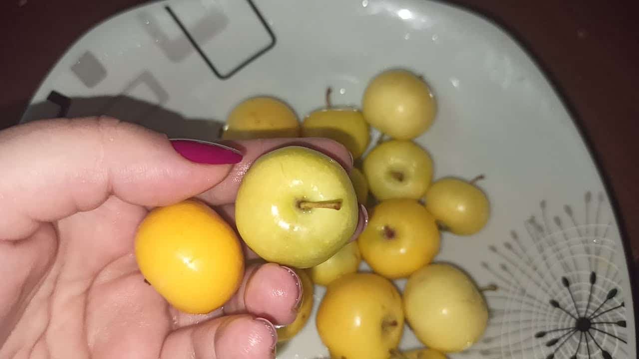 Sva ljekovita svojstva divlje jabuke!