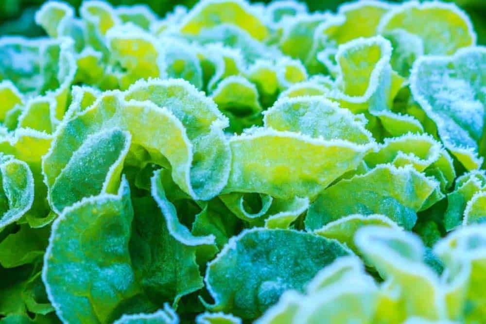 Uticaj prvog jesenjeg MRAZA na POVRĆE I CVIJEĆE!