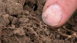 Nematode napadaju biljke – Zaštitite ih na vrijeme