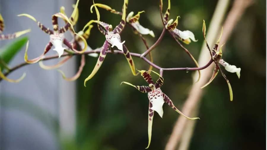 Brassia orhideja
