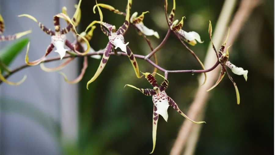 Brassia orhideja