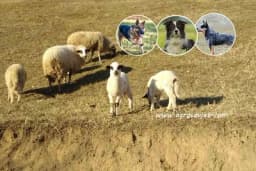 Koji su to najbolji ovčarski psi?