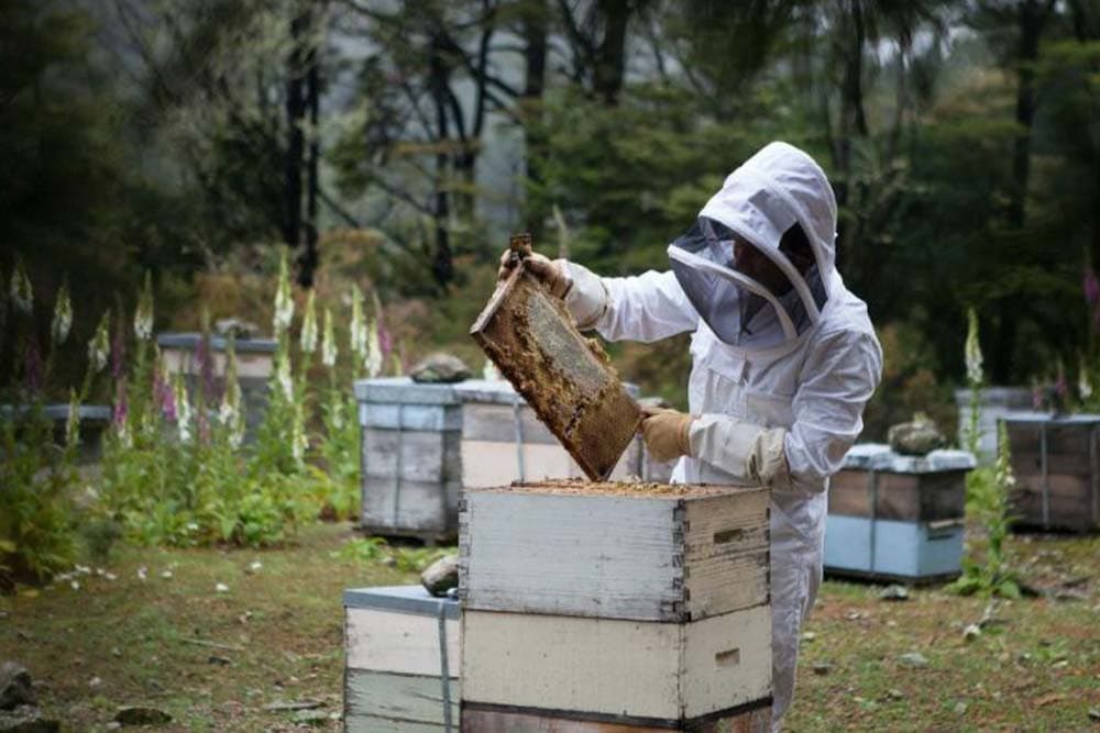 Septembar u pčelinjaku - Dobro pripremite pčele za zimu!
