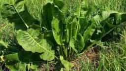 Kako spriječiti širenje hrena u bašti?