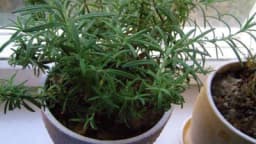 Tri načina za razmnožavanje RUZMARINA