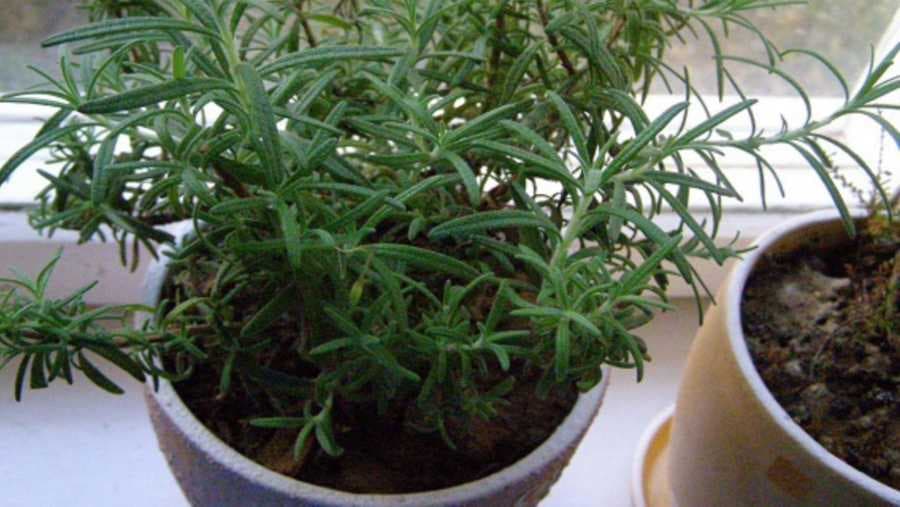 Ruzmarin u saksiji