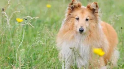 10 načina na koje vam vaš PAS govori da vas voli