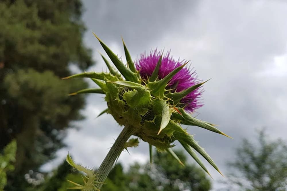 sikavica
