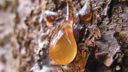Borova smola - Zašto je toliko cijenjena i kako se sakuplja