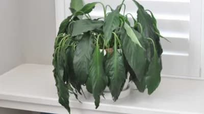 Domaći rastvor koji VRAĆA BILJKE U ŽIVOT