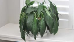 Vratite oronulu biljku u život uz pomoć ova 3 sastojka iz kuhinje!