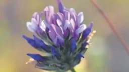 Bakuchiol - Sastojak iz prirode koji briše bore i uništava akne