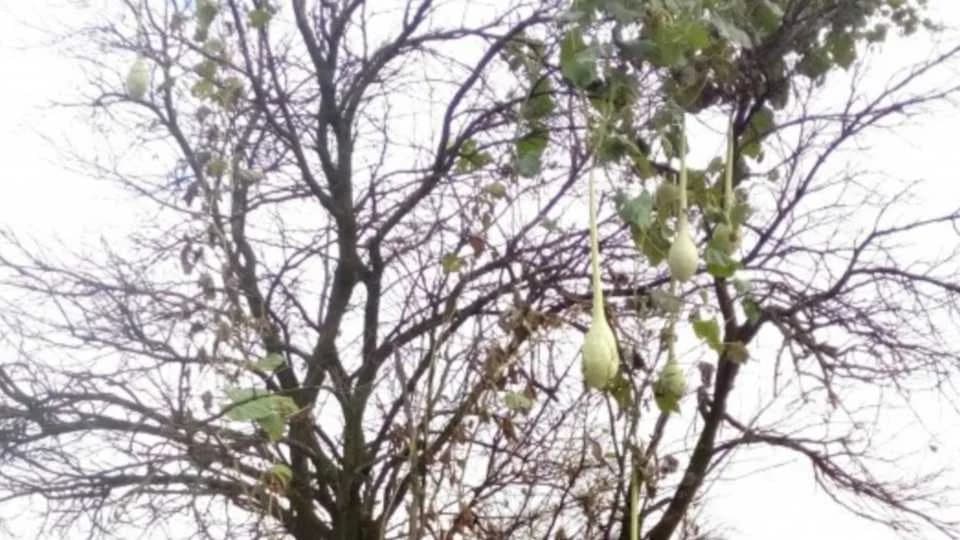 Nesvakidašnja slika iz semberske bašte