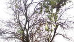 Nesvakidašnja slika iz semberske bašte