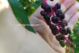 Vinobojka - Čudne bobice koje rastu pored puta