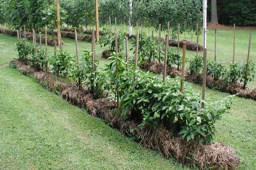 Bašta na balama sijena