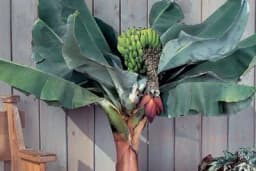 7 vrsta voća koje možete uzgojiti u svom dnevnom boravku