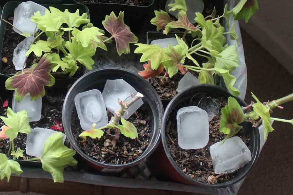 TRIK SA KOCKICOM LEDA