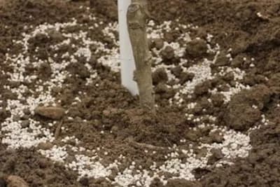 Dva OSNOVNA elementa za ĐUBRENJE voćaka u JESEN