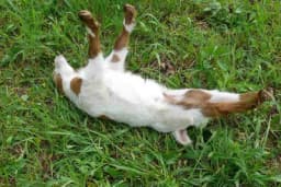 Da li ste čuli za padajuće koze?