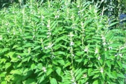 Savjeti za uzgoj SUSAMA kod kuće