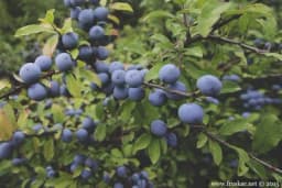 Kako napraviti SOK OD TRNJINA, kada se beru TRNJINE i ljekovita svojstva