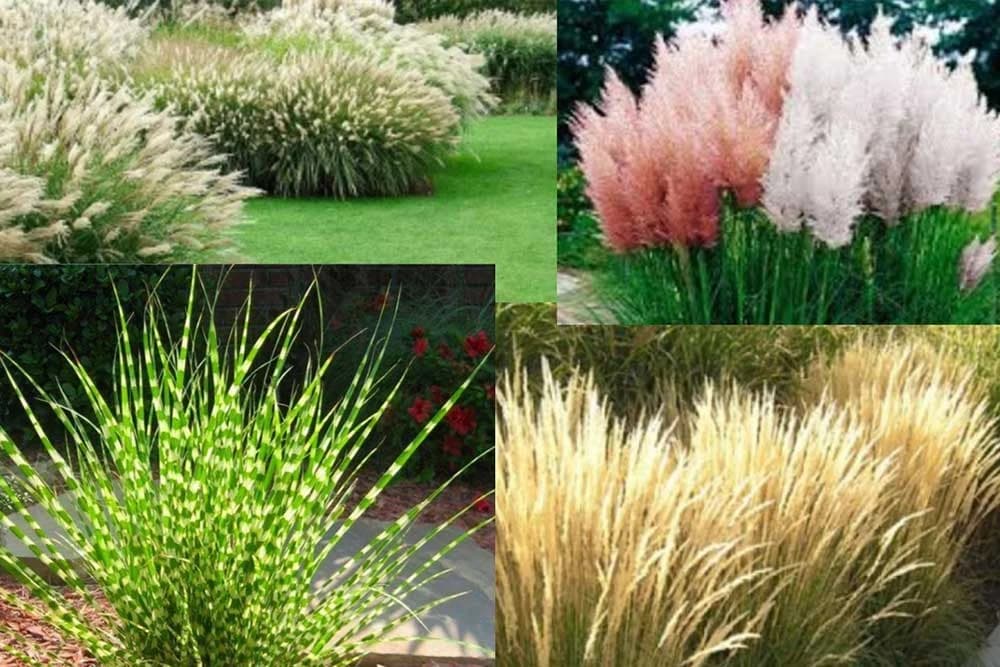 UKRASNE TRAVE I ŠAŠEVI