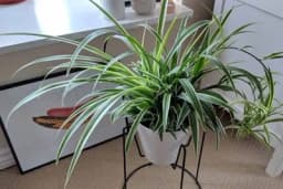 Tri sobne biljke koje "liječe" vaš dom