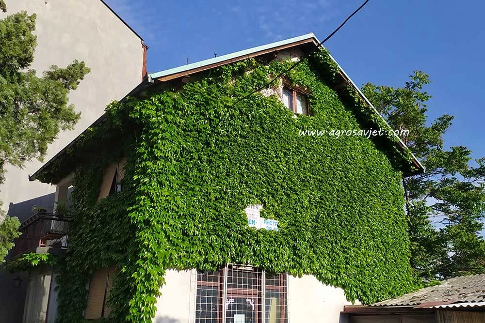 bršljan