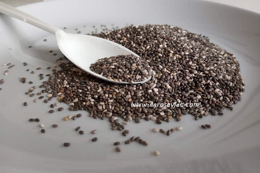Chia sjemenke