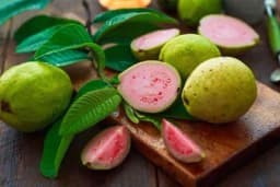 GUAVA - Malo tropsko drvo