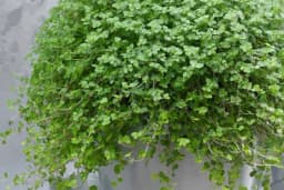 Kućna sreća, donosi veselje u vaš dom