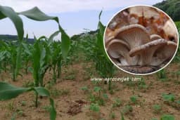 Uzgoj BUKOVAČA između redova KUKURUZA ima višestruke prednosti!