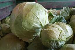 Kako odabrati kupus za kiseljenje bez greške