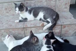 Mačka je pravi lijek za čovjeka: 7 bolesti koje samo ona može da izliječi!