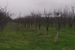 Bez orezivanja nema roda!?