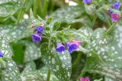 PLUĆNJAK - Šta sve liječi i kako se pripremaju čaj, vino i pivo od plućnjaka