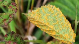 Žuta rđa izdanaka i lista kupine – Koliko je štetna?