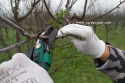 April je posljednji rok za završetak rezidbe