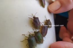 Smrdibube ga ne podnose: Od mirisa ovog rastvora bježe kao đavo od tamjana