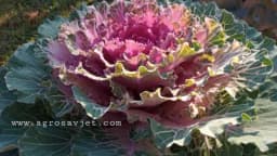 Ukrasni kupus - Raskošne boje u tmurnim danima, ovo je pravi zimski dragulj