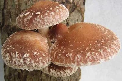 Shiitake gljive - Ukusna namirnica koja štiti imunitet i ima brojne blagodati