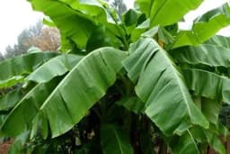 Savjeti za gajenje banane u dvorištu ili bašti