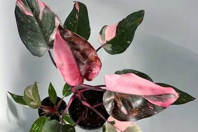 Filodendron pink princess, magija roze-zelenih listova