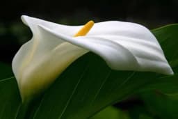 Kala - Cvijet raskošne ljepote