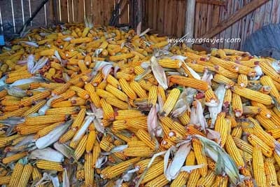 Kako pravilno uskladištiti i sačuvati kvalitet kukuruza?