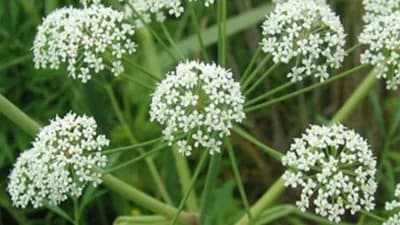 Ovo su tri najsmrtonosnije biljke na planeti - Jednu gaje skoro sve porodice u našim krajevima!