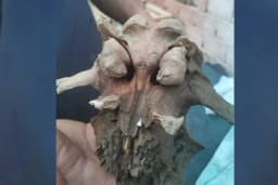 Ribari iz Save izvadili lobanju nepoznatog stvorenja